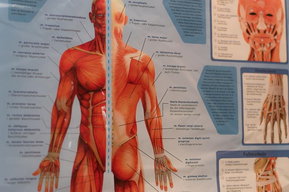 Cranio-Sacral-Therapie bei Avallaris